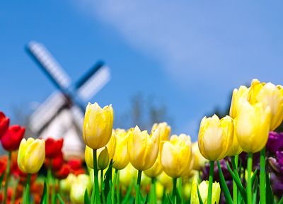 природа, цветы, тюльпаны, Голландия, Нидерланды - оригинальные обои рабочего стола