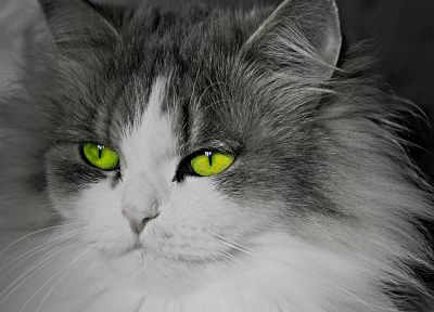 кошки, животные, зеленые глаза, выборочная раскраска - оригинальные обои рабочего стола