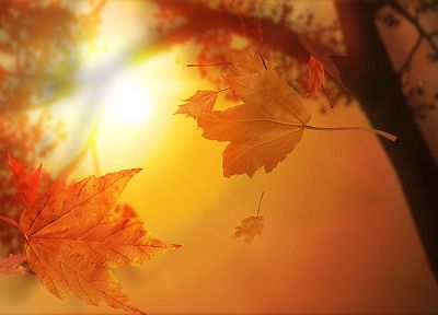 природа, осень, листья, кленовый лист - обои на рабочий стол