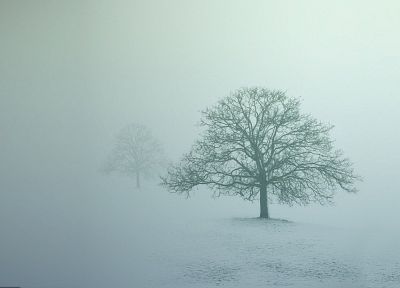 деревья, туман - оригинальные обои рабочего стола