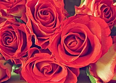 цветы, розы - обои на рабочий стол