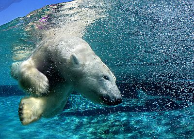 вода, пейзажи, животные, плавание, под водой, белые медведи - обои на рабочий стол