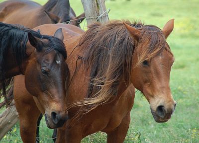 животные, лошади - популярные обои на рабочий стол