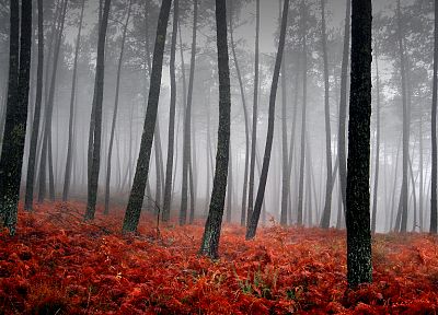 природа, деревья, леса, туман - оригинальные обои рабочего стола