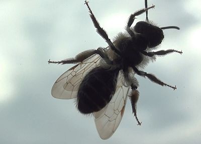 насекомые, ошибка, летать - похожие обои для рабочего стола