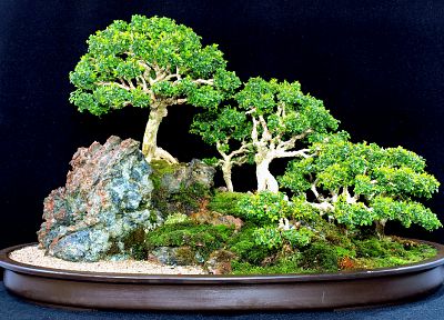 деревья, бонсай - копия обоев рабочего стола