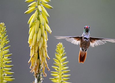 Перу, колибри, кормление - обои на рабочий стол