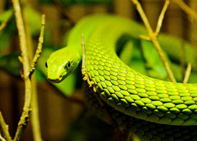 змеи, рептилии - случайные обои для рабочего стола