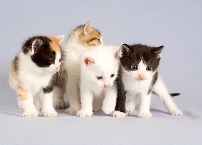 кошки, животные - похожие обои для рабочего стола
