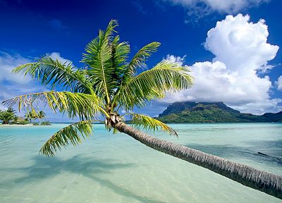 тропический, океаны, пальмовые деревья - оригинальные обои рабочего стола