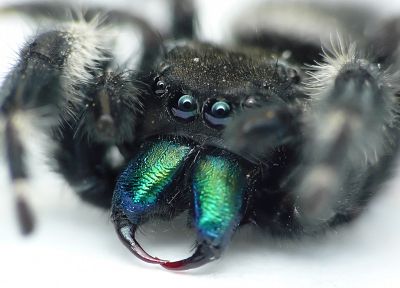 зеленый, синий, глаза, черный цвет, животные, насекомые, пауки, паукообразные - обои на рабочий стол