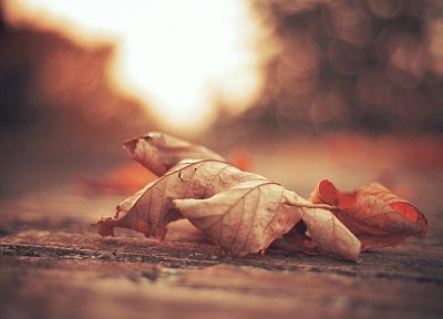 осень, оранжевый цвет, листья, глубина резкости, опавшие листья - обои на рабочий стол