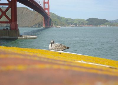 птицы, Мост Золотые Ворота, Сан - Франциско, Sausalito - оригинальные обои рабочего стола