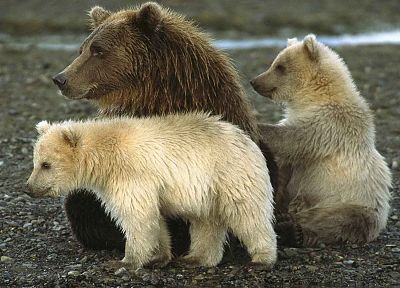 животные, Аляска, медведи, Национальный парк, ребенок животных - копия обоев рабочего стола