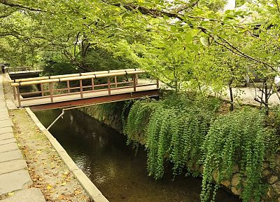пейзажи, природа, деревья, мосты, бамбук перила - оригинальные обои рабочего стола