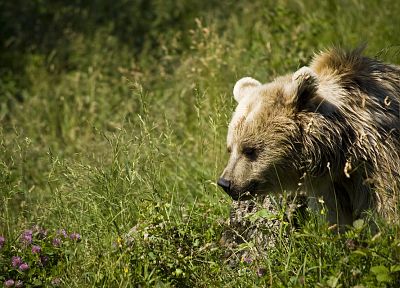 животные, трава, медведи - обои на рабочий стол