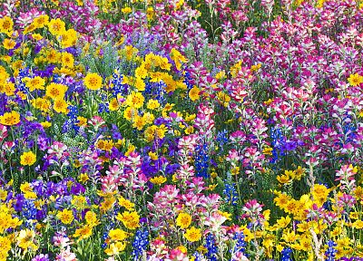 многоцветный, цветы, весна, Техас, полевые цветы, Колокольчики - случайные обои для рабочего стола