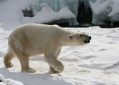 снег, белые медведи - случайные обои для рабочего стола