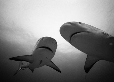 акулы, монохромный - случайные обои для рабочего стола