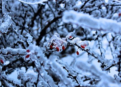 снег, деревья, мороз - обои на рабочий стол