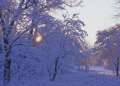 зима, снег, деревья - оригинальные обои рабочего стола