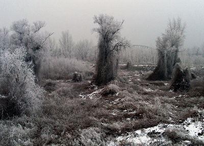 зима, снег, деревья, туман - оригинальные обои рабочего стола