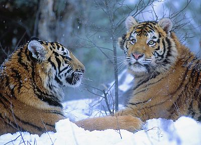 зима, Китай, животные, тигры - копия обоев рабочего стола