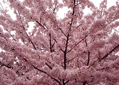 деревья, цветы, Blossom - обои на рабочий стол