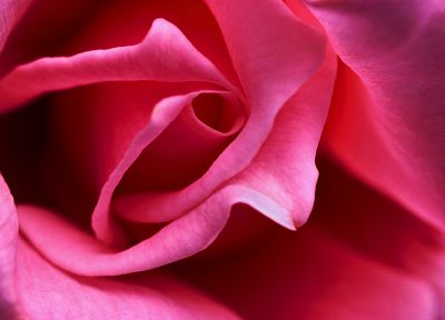 крупный план, цветы, розовый цвет, макро, розы - похожие обои для рабочего стола