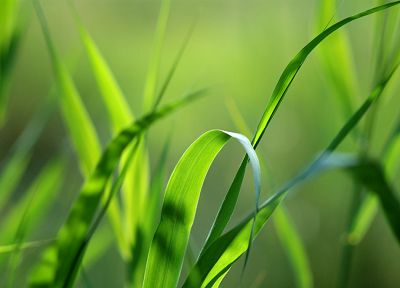 зеленый, трава - случайные обои для рабочего стола