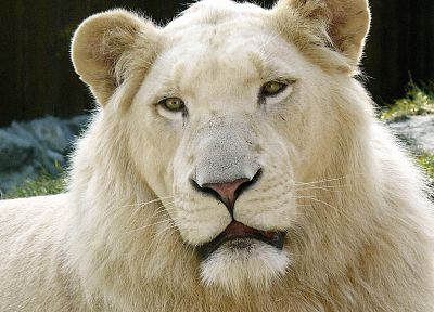 животные, белые львы - копия обоев рабочего стола