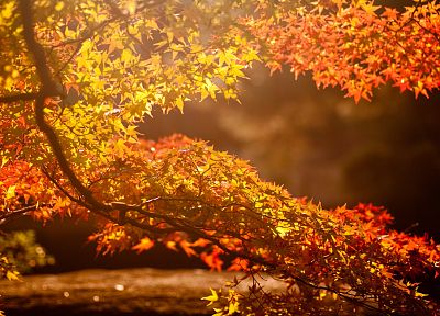 пейзажи, Солнце, деревья, осень, листья, кленовый лист - похожие обои для рабочего стола