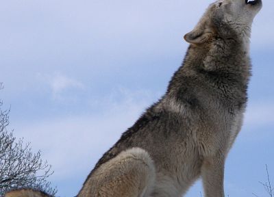 природа, волки - похожие обои для рабочего стола