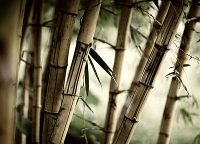леса, листья, бамбук, растения - оригинальные обои рабочего стола