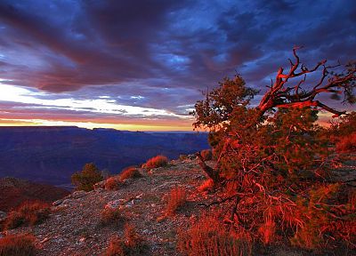 закат, точка, США, Аризона, Гранд-Каньон, Национальный парк, кусты - похожие обои для рабочего стола