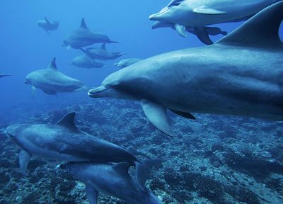 природа, дельфины - случайные обои для рабочего стола