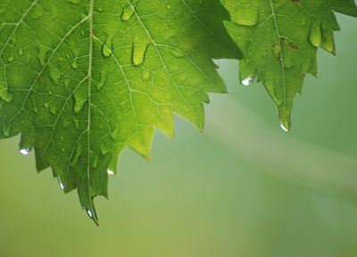 зеленый, лист, влажный, капли воды - похожие обои для рабочего стола