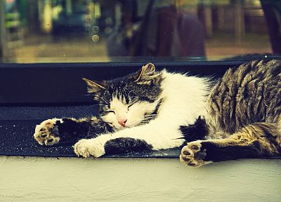 кошки, животные - оригинальные обои рабочего стола