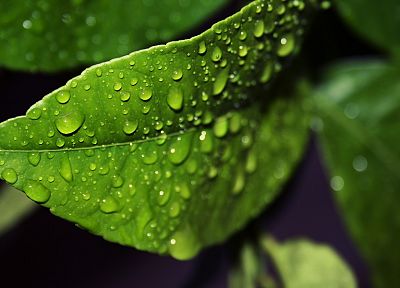 зеленый, природа, листья, капли воды, макро - похожие обои для рабочего стола