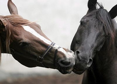 животные, лошади - обои на рабочий стол