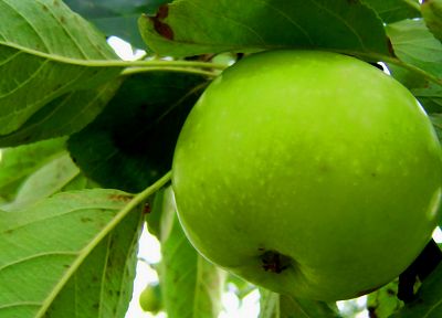 зеленый, природа, фрукты, макро, яблоки - обои на рабочий стол