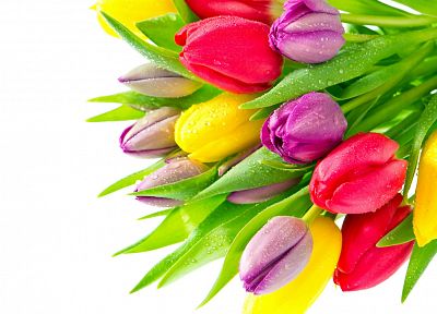 цветы, тюльпаны, цвета - оригинальные обои рабочего стола