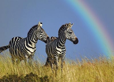животные, живая природа, радуга, зебры - оригинальные обои рабочего стола