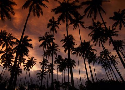 Гавайи, мечты, Кауаи, кокосовое, пальмовые деревья - копия обоев рабочего стола