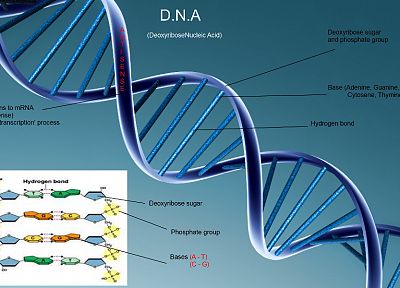 наука, ДНК - копия обоев рабочего стола