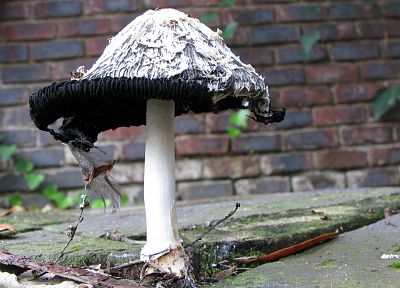 грибы - похожие обои для рабочего стола