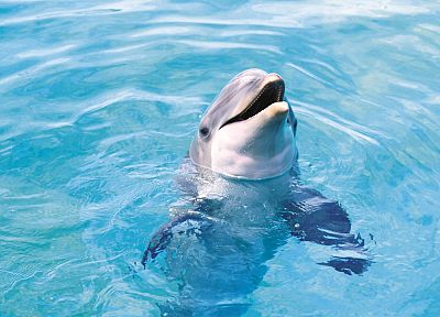 вода, дельфины - оригинальные обои рабочего стола