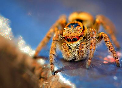 пауки, паукообразные - случайные обои для рабочего стола