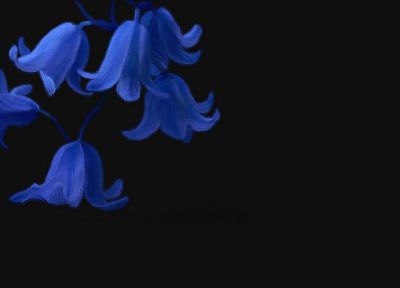 цветы, темный фон, синие цветы - обои на рабочий стол
