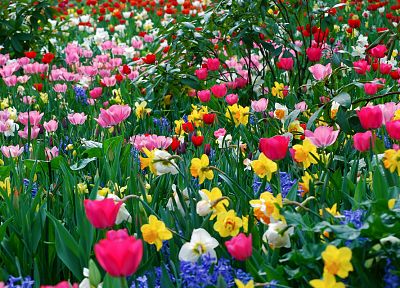 многоцветный, цветы, весна, тюльпаны - копия обоев рабочего стола